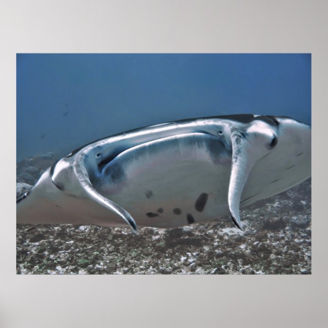 Manta Up Close Poster (Front)