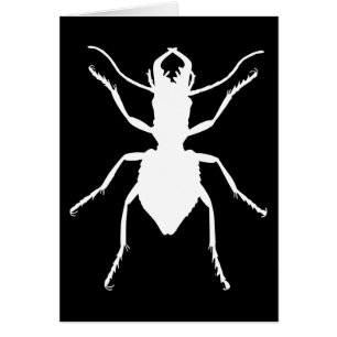 Manticora tuberculata