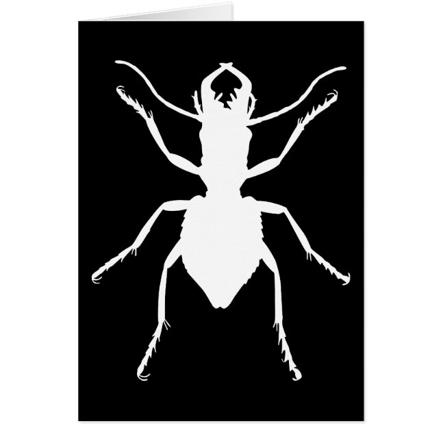 Manticora tuberculata (Front)