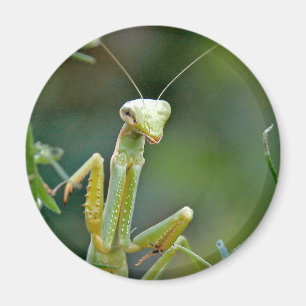 Mantis 475 Magnet