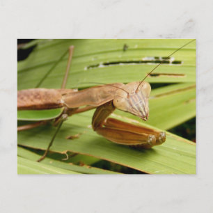 Mantis 83 ~ postcard