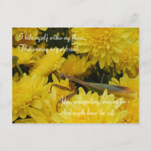 Mantis & Chrysanthemums - Postcard #2