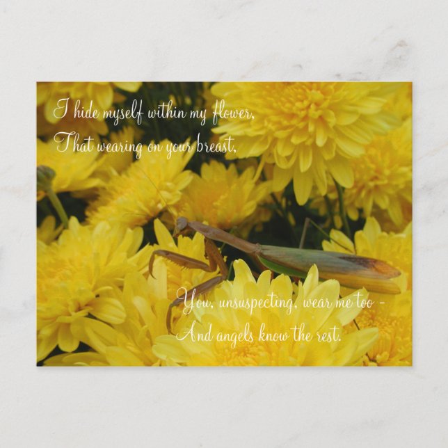 Mantis & Chrysanthemums - Postcard #2 (Front)
