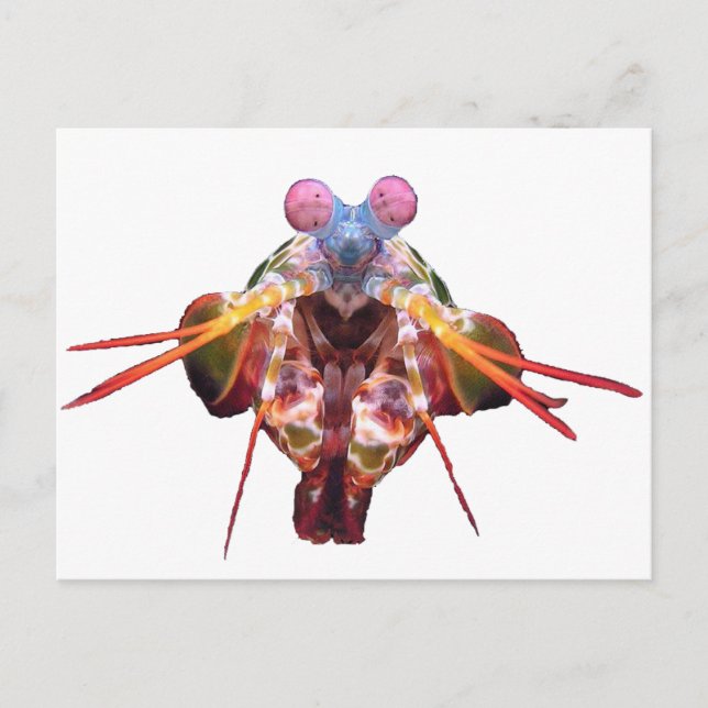 mantis postcard (Front)