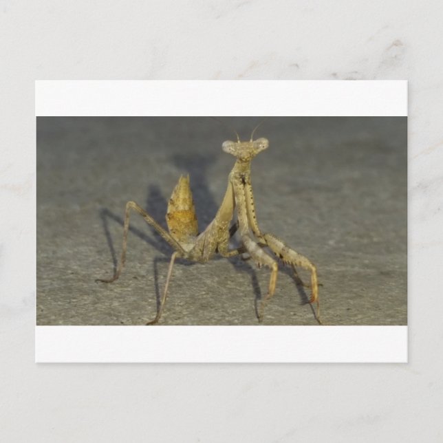 Mantis Postcard (Front)