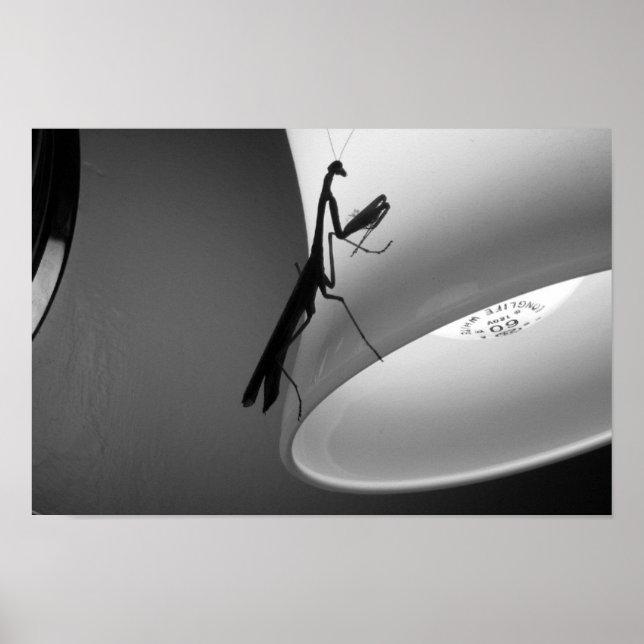 Mantis Poster (Front)