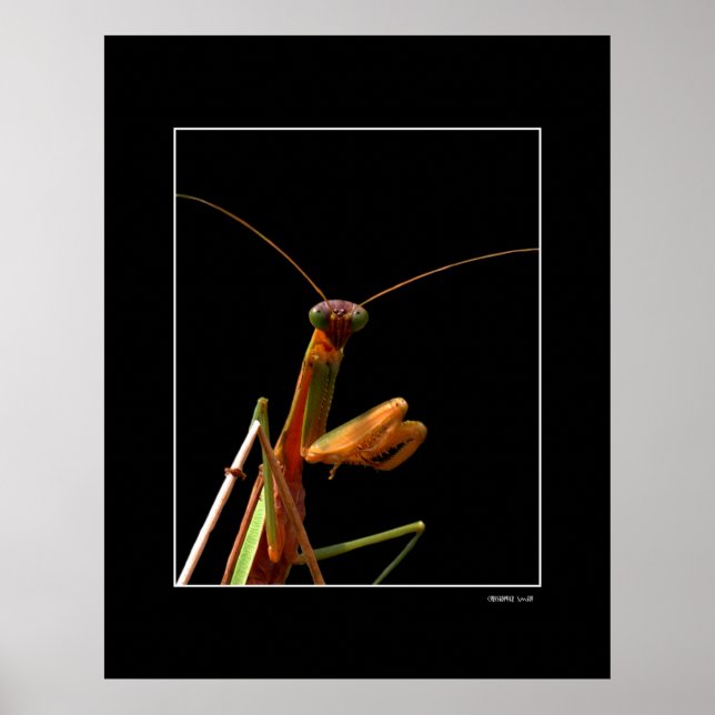 Mantis Poster (Front)