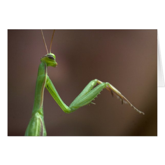 Mantis religiosa (Front Horizontal)