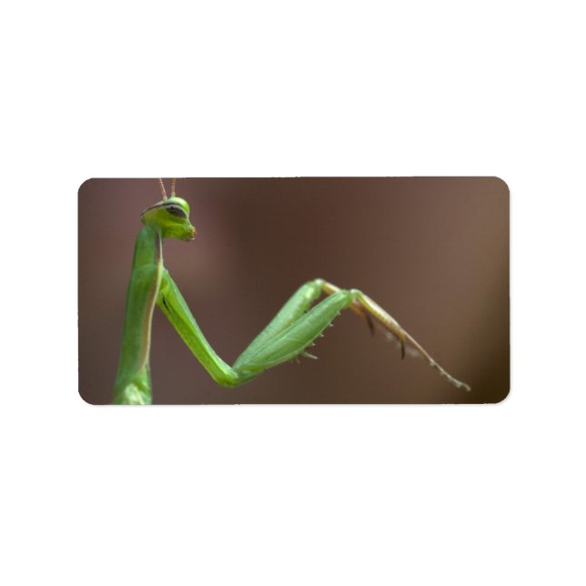 Mantis religiosa label (Front)
