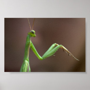 Mantis religiosa poster
