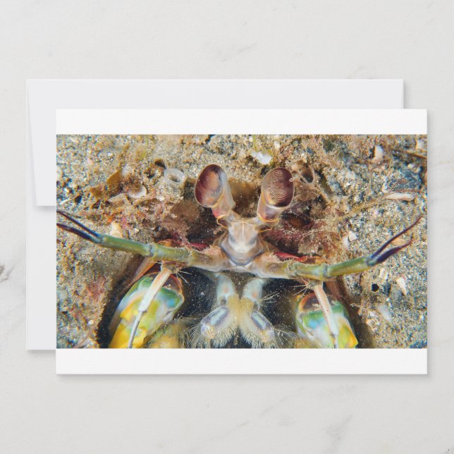 Mantis Shrimp (Front)