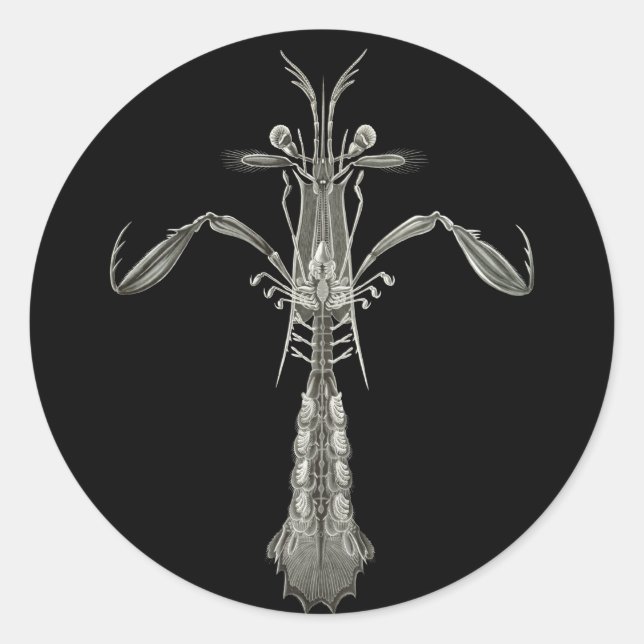 Mantis Shrimp Classic Round Sticker (Front)