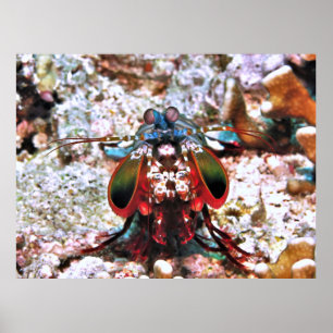 Mantis Shrimp Portrait Poster