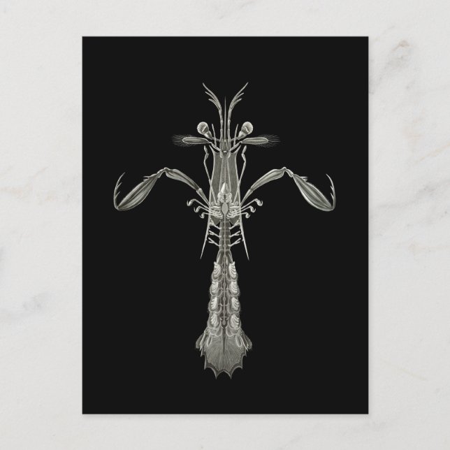 Mantis Shrimp Postcard (Front)