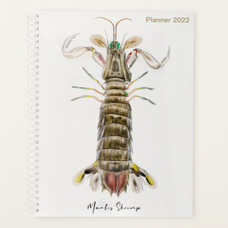 Mantis Shrimp, Stomatopod, James Ellsworth De Kay, Planner
