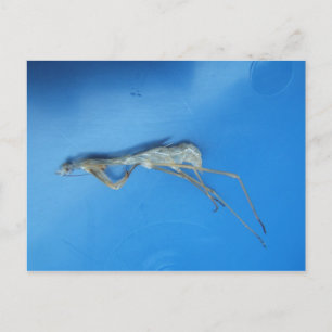 Mantis Skin ~ postcard
