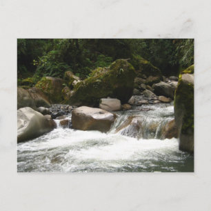 Manu National Park Postcard