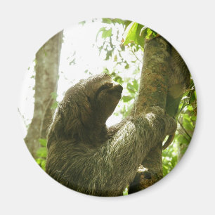Manuel Antonio Magnet