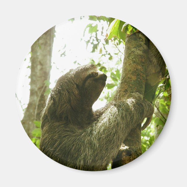 Manuel Antonio Magnet (Front)