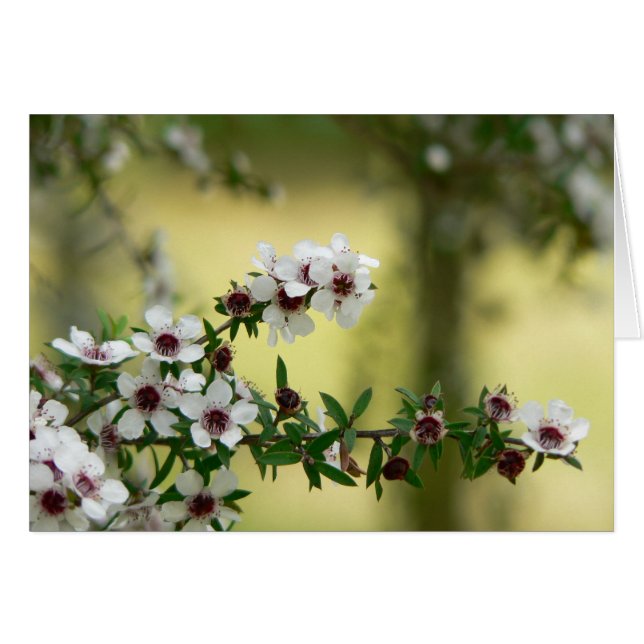 Manuka in bloom (Front Horizontal)