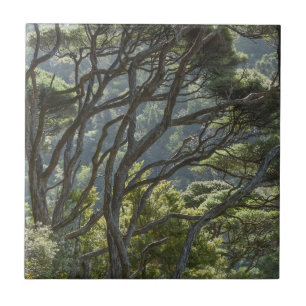 Manuka Tree Forest New Zealand Ceramic Tile