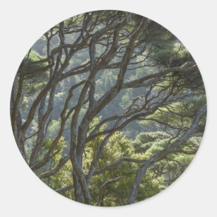 Manuka Tree Forest New Zealand Classic Round Sticker