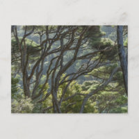 Manuka Tree Forest New Zealand