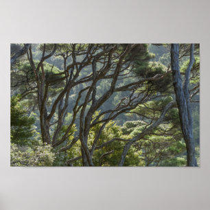 Manuka Tree Forest New Zealand Poster