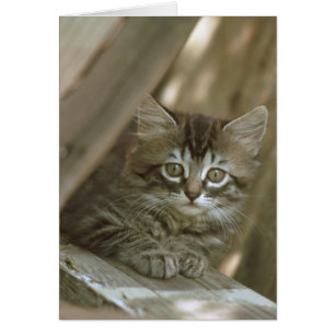 Manx Kitten