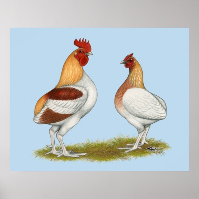 Manx Rumpies Poster (Front)