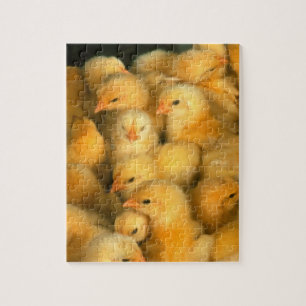 Many Baby Chicks Chickens Jigsaw Puzzle