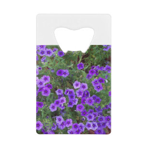 Many dark purple phiox flowers