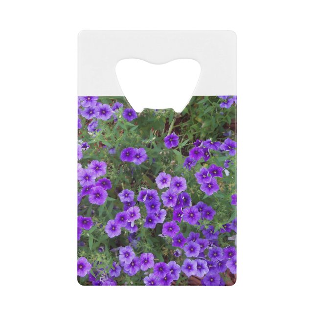 Many dark purple phiox flowers (Front)