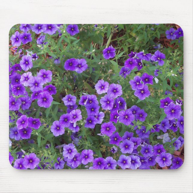 Many dark purple phiox flowers mouse pad (Front)