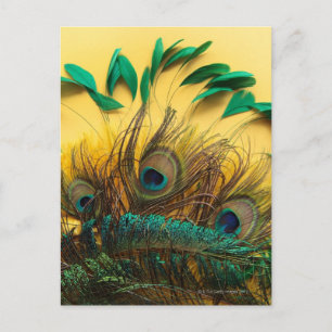 Many different kinds of feathers on a yellow postcard