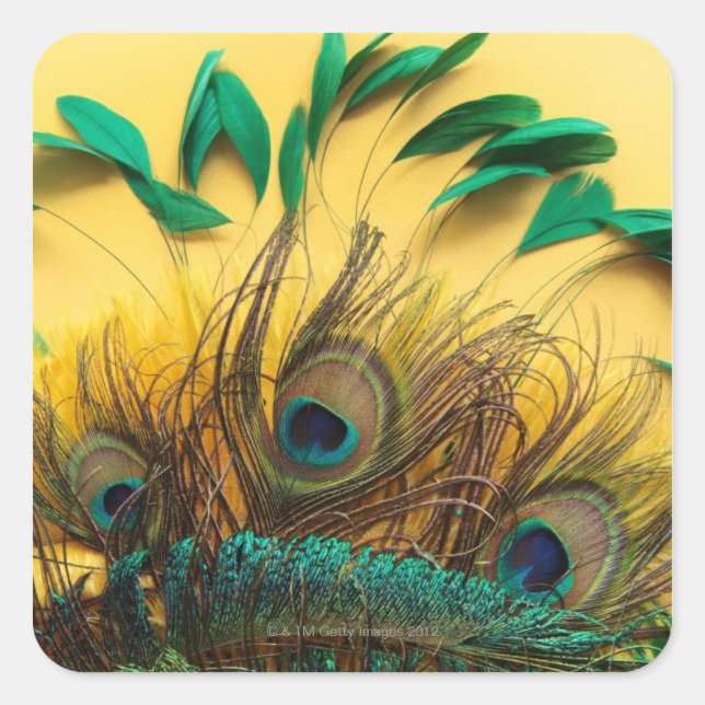 Many different kinds of feathers on a yellow square sticker (Front)