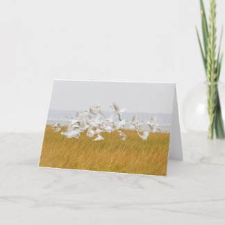 Many Egrets Blank Note Card