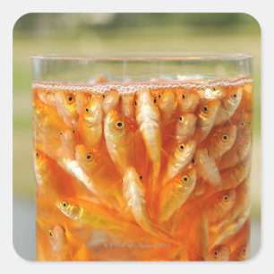 Many goldfish which are in the glass container square sticker