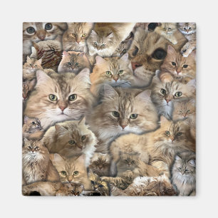 Many Mini Cats Magnet