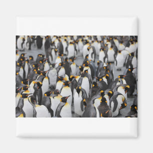 Many Pengiuns Magnet