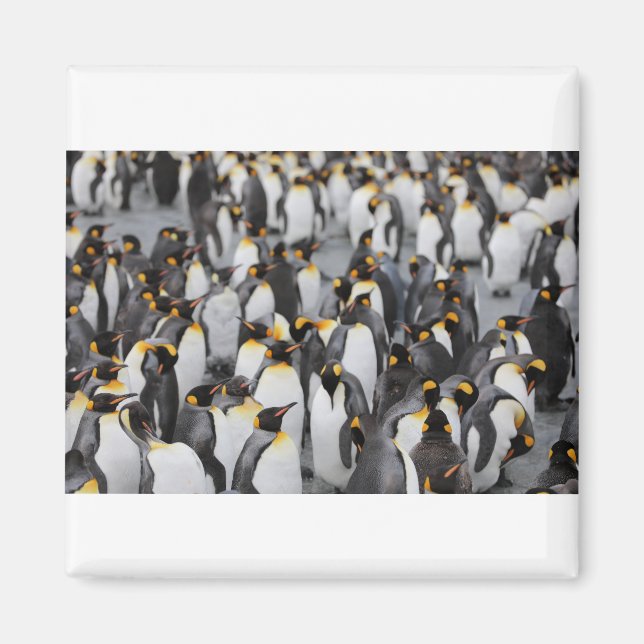 Many Pengiuns Magnet (Front)