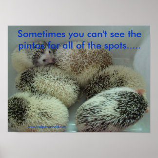Many pintos poster