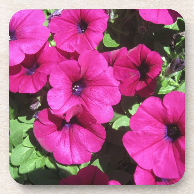 Many Purple Petunias Coaster (Front)