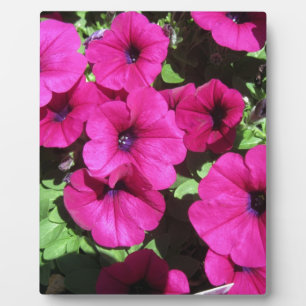 Many Purple Petunias Plaque
