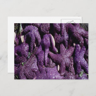 Many Purple Starfish Postcard