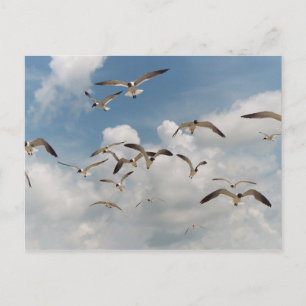 Many Seagulls Postcard