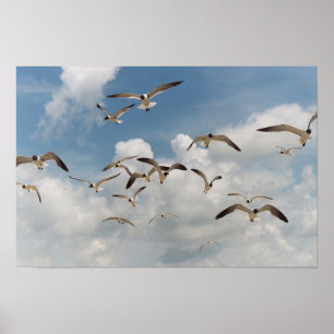 Many Seagulls Poster