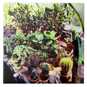Many Varieties of Cactus Ceramic Tile