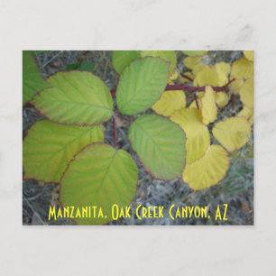 Manzanita, Oak Creek Canyon, AZ Postcard