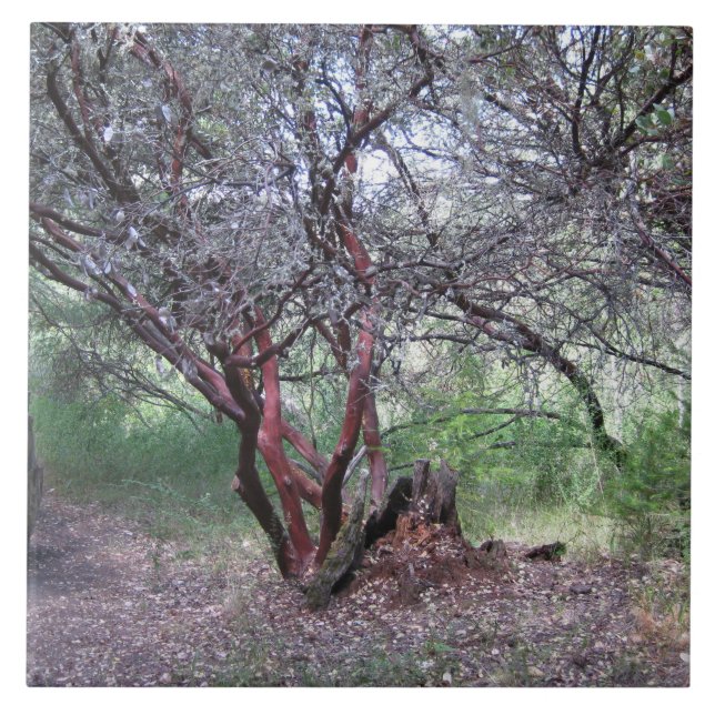 Manzanita Tree Ceramic Tile (Front)